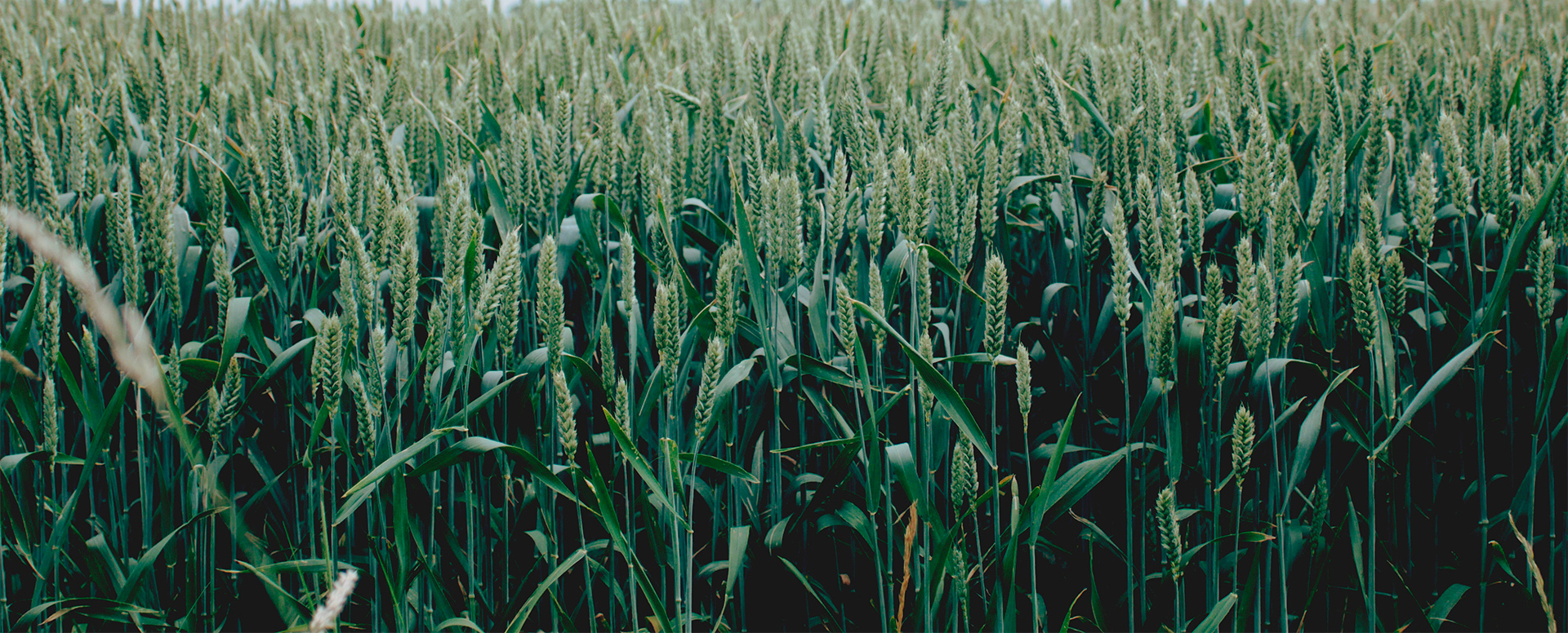 img-13